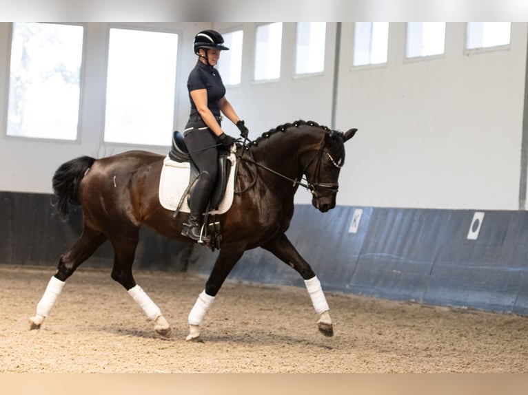 Oldenbourg Jument 7 Ans 165 cm Bai brun foncé in Landensberg