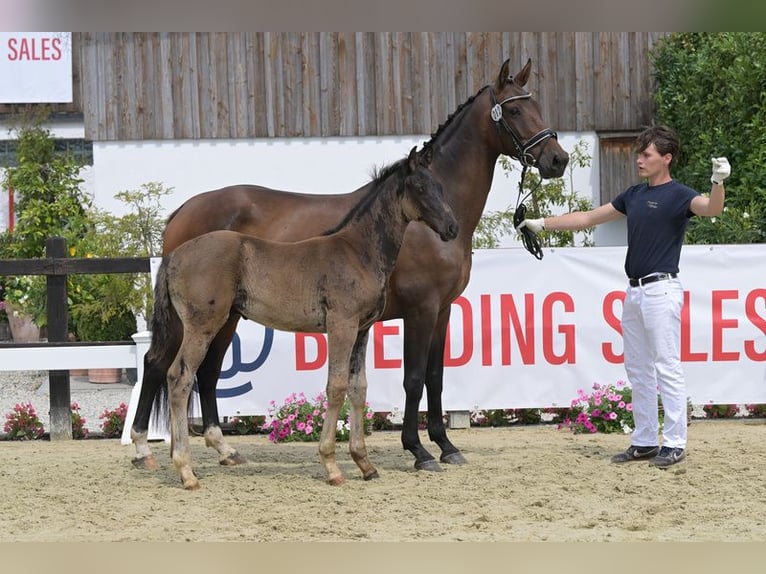 Oldenbourg Jument 7 Ans 165 cm Bai in Landshut