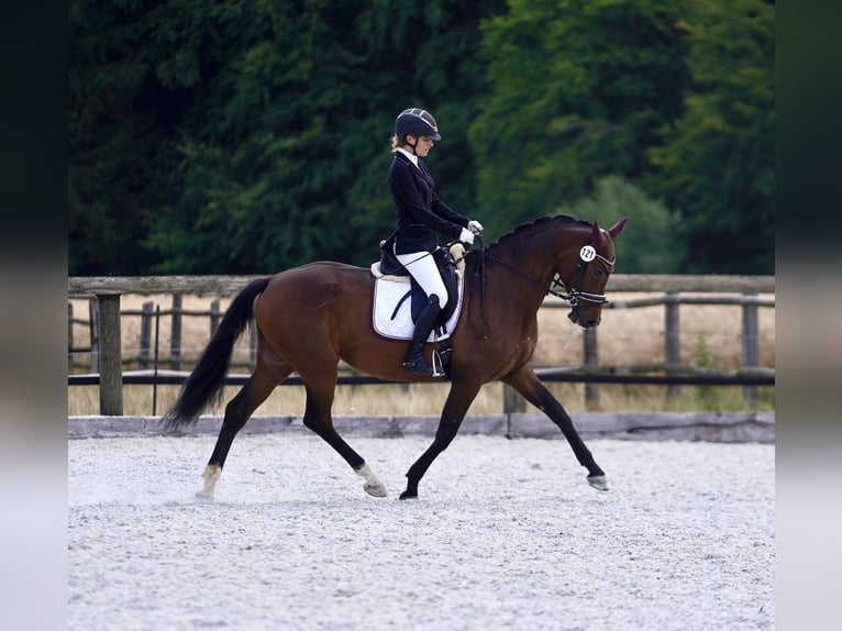 Oldenbourg Jument 7 Ans 165 cm Bai in Landshut