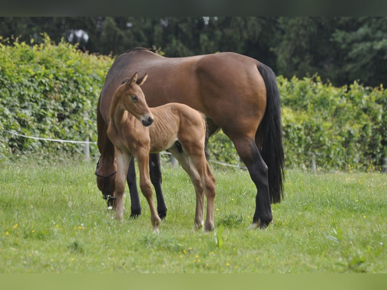 Oldenbourg Jument 7 Ans 165 cm Bai in Gummersbach