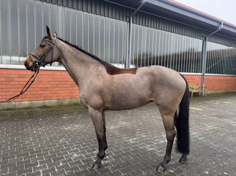 Oldenbourg Jument 7 Ans 165 cm Bai in Wipperfürth