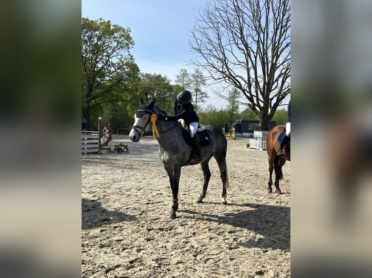 Oldenbourg Jument 7 Ans 165 cm Gris in Ahrensburg