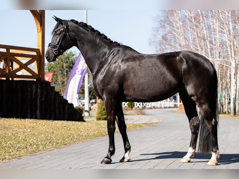 Oldenbourg Jument 7 Ans 165 cm Noir in Pęclin