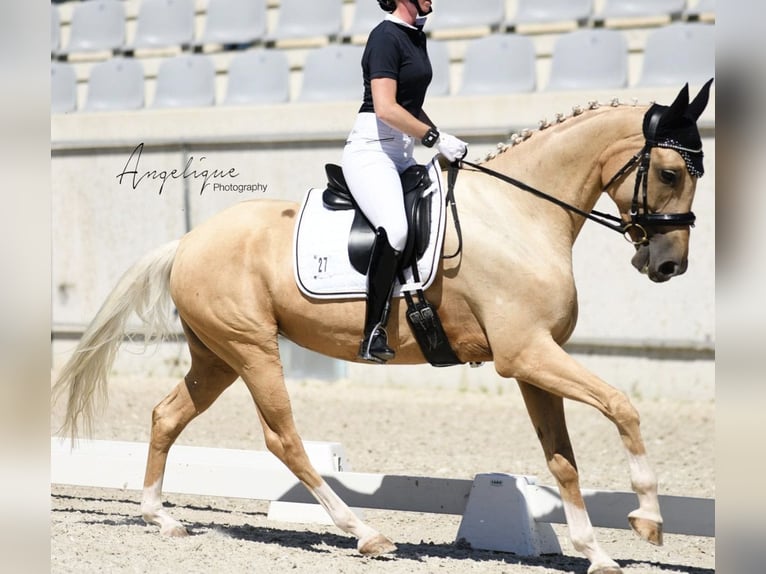 Oldenbourg Jument 7 Ans 165 cm Palomino in Kaarst