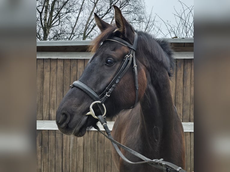 Oldenbourg Jument 7 Ans 166 cm Bai brun in M&#xFC;lheim an der Ruhr