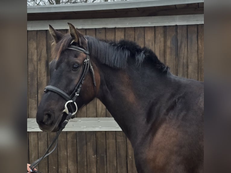 Oldenbourg Jument 7 Ans 166 cm Bai brun in M&#xFC;lheim an der Ruhr