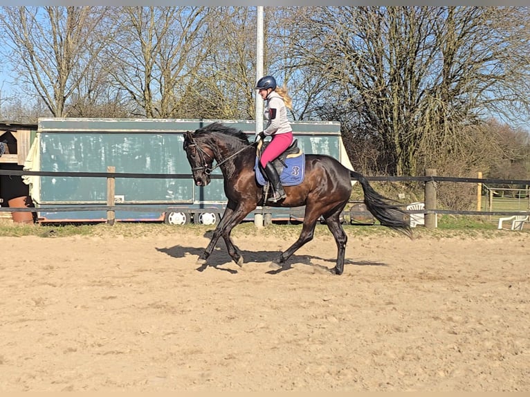 Oldenbourg Jument 7 Ans 166 cm Bai brun in M&#xFC;lheim an der Ruhr