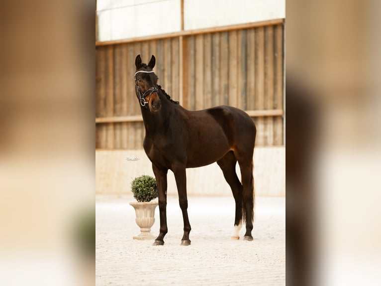 Oldenbourg Jument 7 Ans 166 cm Bai brun foncé in Kürten