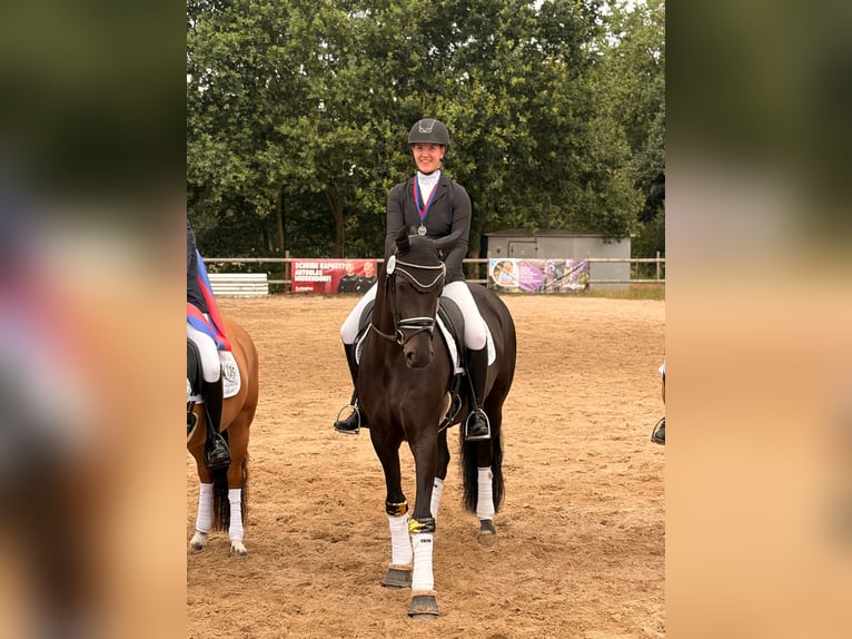 Oldenbourg Jument 7 Ans 166 cm Bai brun foncé in Wardenburg
