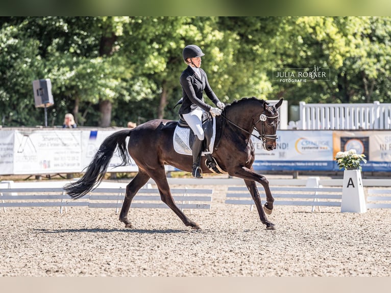 Oldenbourg Jument 7 Ans 166 cm Bai brun foncé in Wardenburg