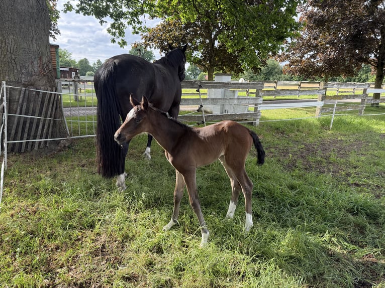 Oldenbourg Jument 7 Ans 166 cm Bai brun foncé in Lengerich