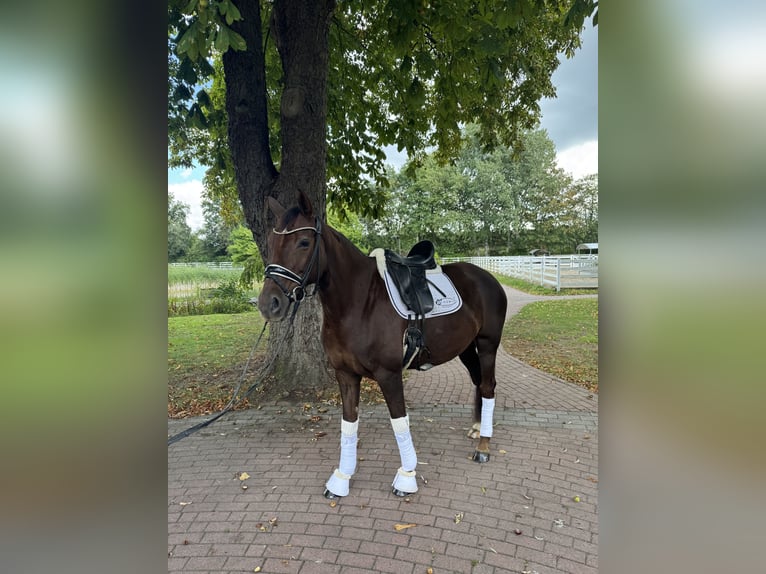 Oldenbourg Jument 7 Ans 167 cm Alezan brûlé in Ostbevern