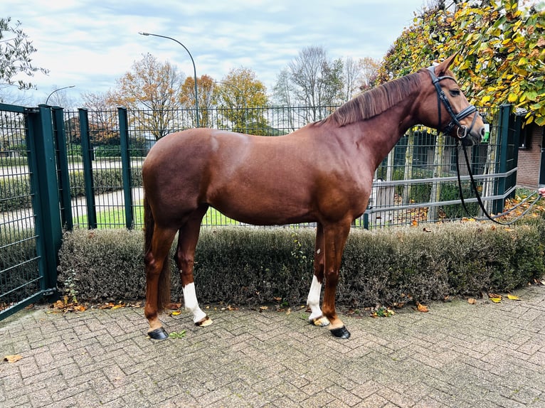 Oldenbourg Jument 7 Ans 167 cm Alezan brûlé in The Wood