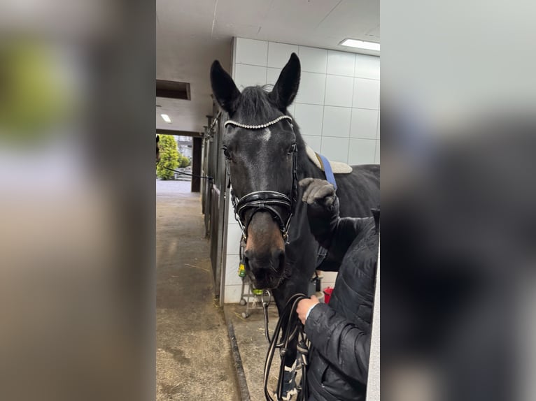 Oldenbourg Jument 7 Ans 167 cm Bai brun in Sch&#xF6;nenberg