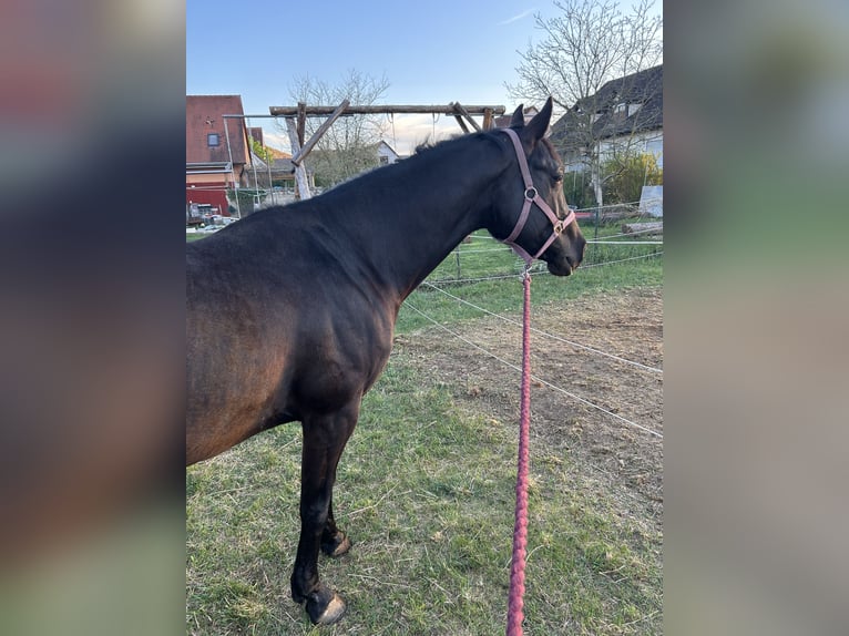 Oldenbourg Jument 7 Ans 167 cm Bai brun in Treuchtlingen