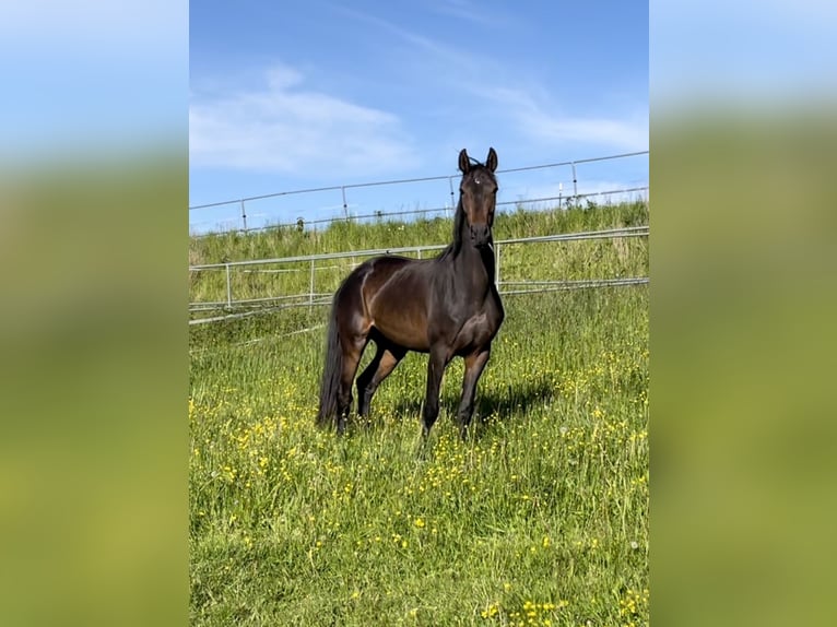 Oldenbourg Jument 7 Ans 167 cm Bai brun in Reichertsheim