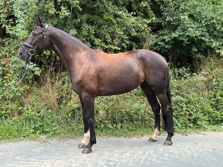 Oldenbourg Jument 7 Ans 167 cm Bai brun foncé in Villmar