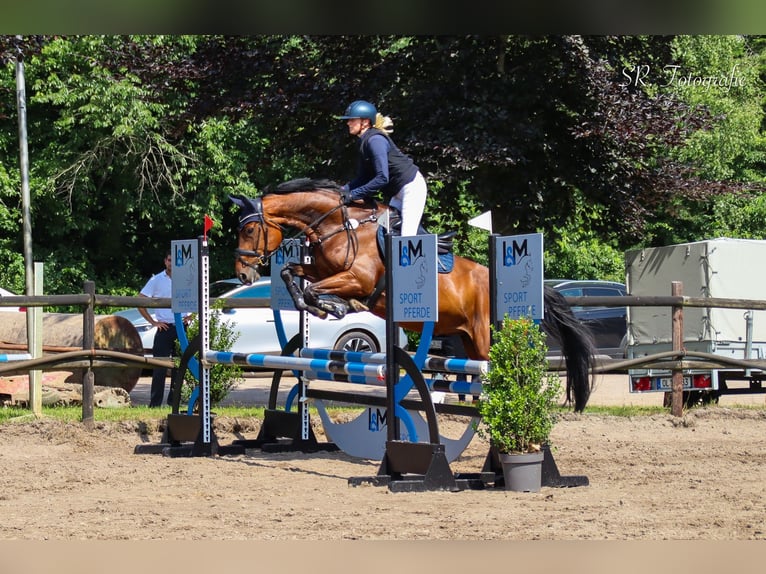 Oldenbourg Jument 7 Ans 167 cm Bai in Bad Zwischenahn