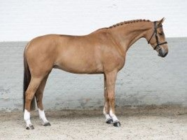 Oldenbourg Jument 7 Ans 167 cm Bai clair in Heerde