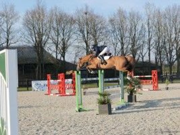 Oldenbourg Jument 7 Ans 167 cm Bai clair in Heerde