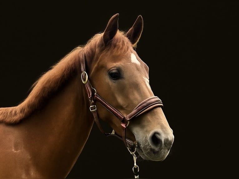 Oldenbourg Jument 7 Ans 168 cm Alezan in Stadtlohn