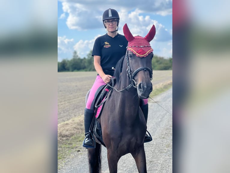 Oldenbourg Jument 7 Ans 168 cm Bai brun in Gro&#xDF;p&#xF6;sna