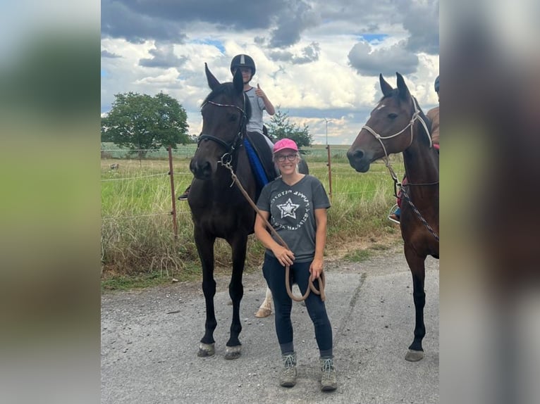 Oldenbourg Jument 7 Ans 168 cm Bai brun in Gro&#xDF;p&#xF6;sna
