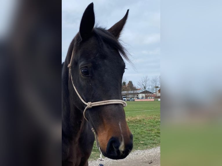 Oldenbourg Jument 7 Ans 168 cm Bai brun in Gro&#xDF;p&#xF6;sna