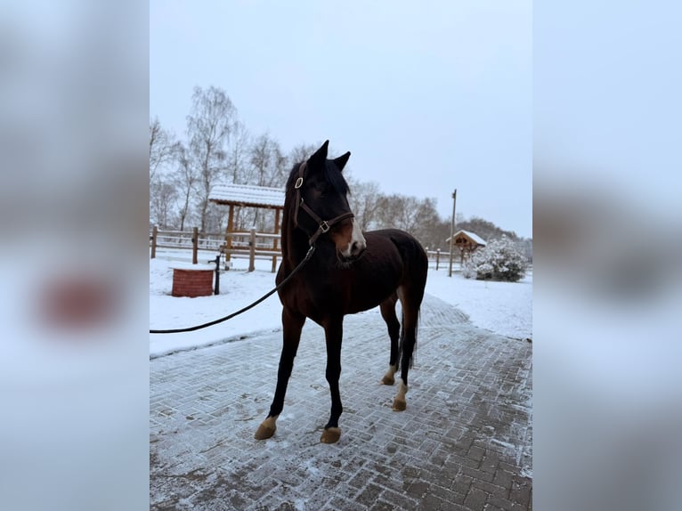 Oldenbourg Jument 7 Ans 168 cm Bai brun in Ganderkesee