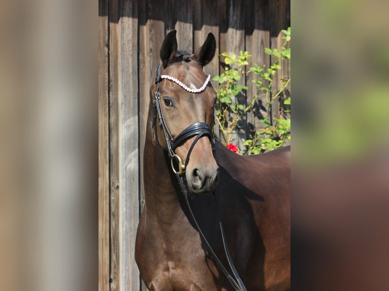 Oldenbourg Jument 7 Ans 168 cm Bai brun foncé in Valluhn