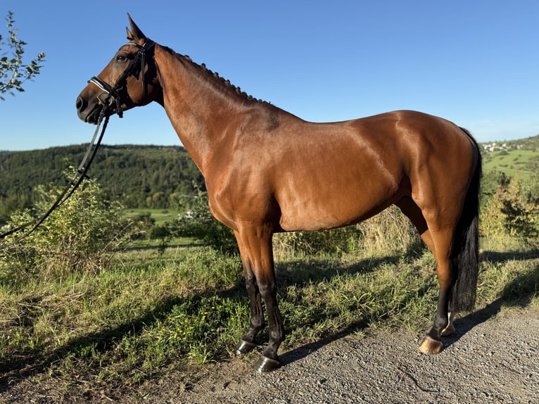 Oldenbourg Jument 7 Ans 168 cm Bai in Berglen