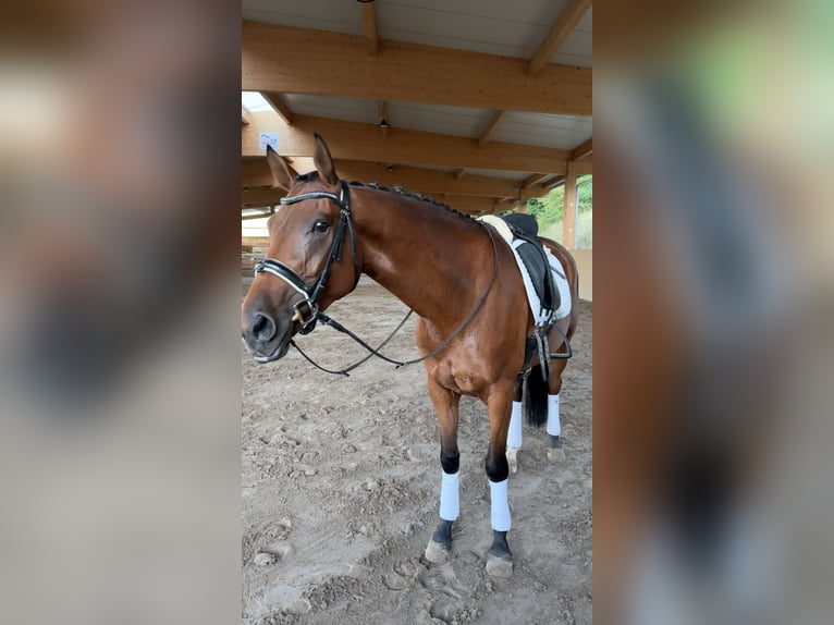 Oldenbourg Jument 7 Ans 168 cm Bai in Berglen