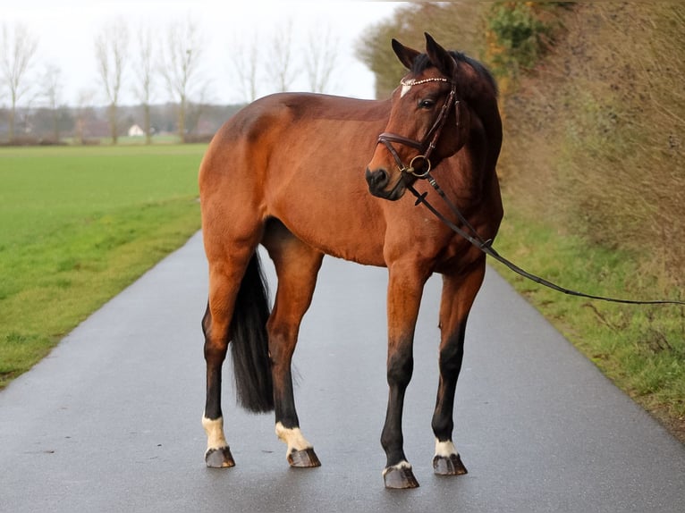 Oldenbourg Jument 7 Ans 168 cm Bai in Groß Roge