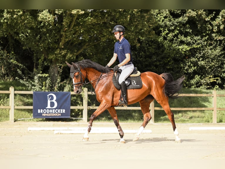 Oldenbourg Jument 7 Ans 168 cm Bai in Großostheim