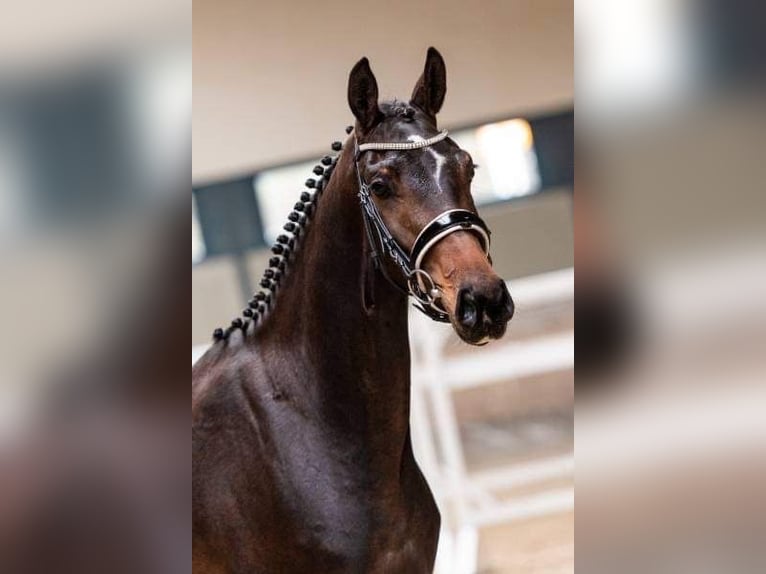 Oldenbourg Jument 7 Ans 168 cm Bai in Volesvres