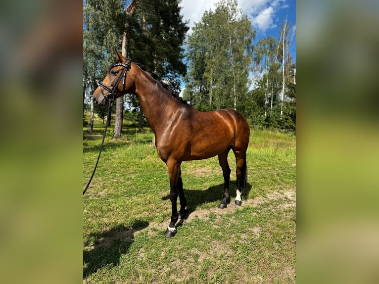 Oldenbourg Jument 7 Ans 168 cm  in Schwandorf