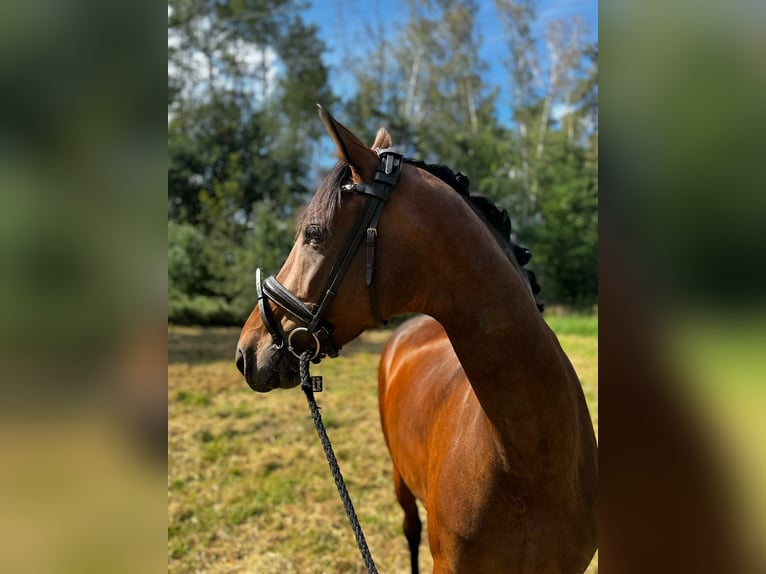 Oldenbourg Jument 7 Ans 168 cm  in Schwandorf