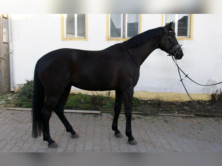 Oldenbourg Jument 7 Ans 168 cm Noir in Karlsfeld