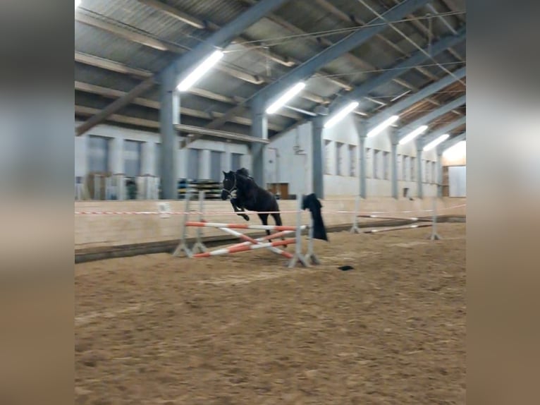 Oldenbourg Jument 7 Ans 168 cm Noir in Karlsfeld