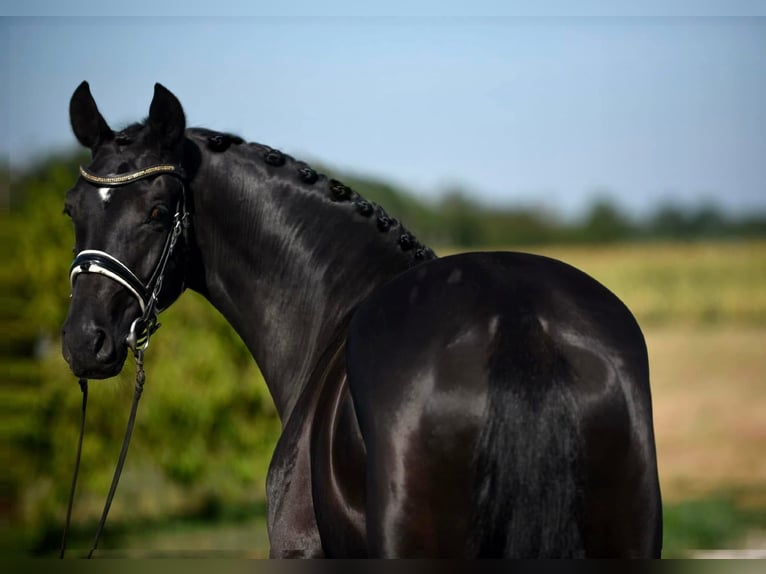 Oldenbourg Jument 7 Ans 168 cm Noir in Zalaegerszeg