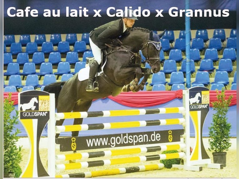 Oldenbourg Jument 7 Ans 168 cm Noir in Bramsche
