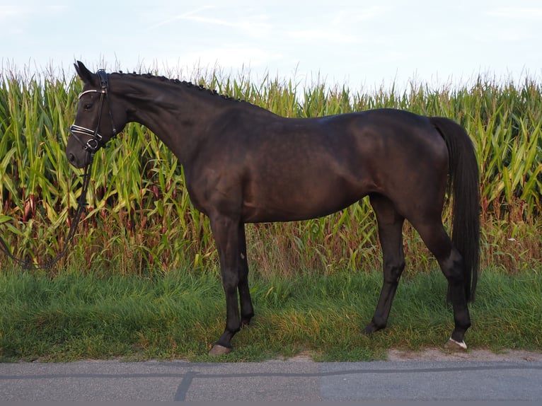 Oldenbourg Jument 7 Ans 168 cm Noir in Bramsche
