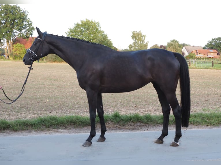 Oldenbourg Jument 7 Ans 168 cm Noir in Bramsche
