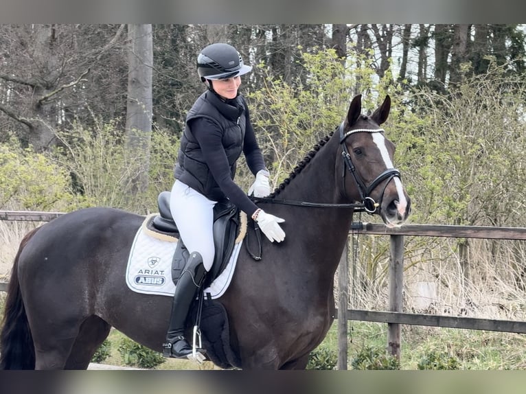 Oldenbourg Jument 7 Ans 169 cm Alezan brûlé in Sassenberg