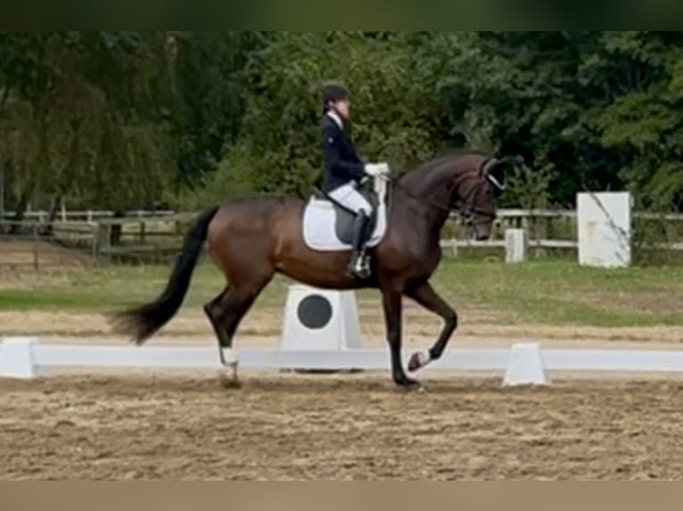 Oldenbourg Jument 7 Ans 169 cm Bai brun in Gehrde