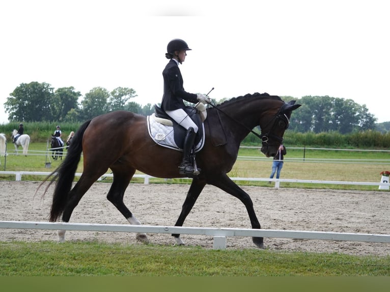 Oldenbourg Jument 7 Ans 169 cm Bai brun in Gehrde
