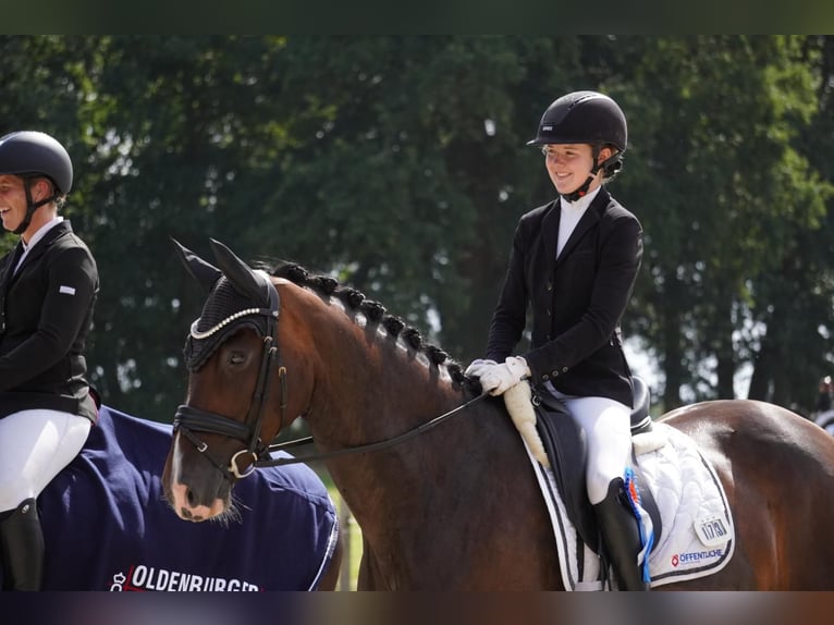 Oldenbourg Jument 7 Ans 169 cm Bai brun in Gehrde