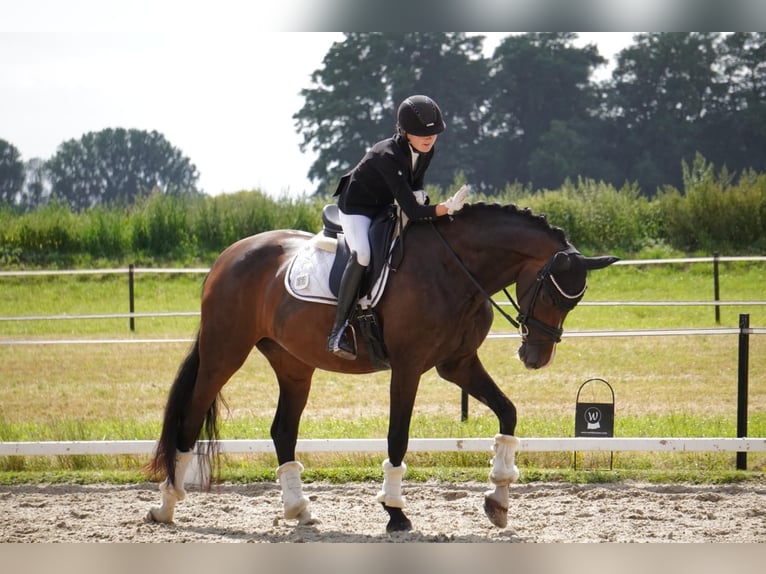 Oldenbourg Jument 7 Ans 169 cm Bai brun in Gehrde