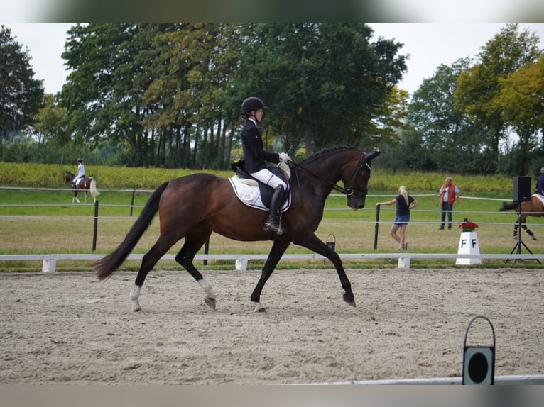 Oldenbourg Jument 7 Ans 169 cm Bai brun in Gehrde