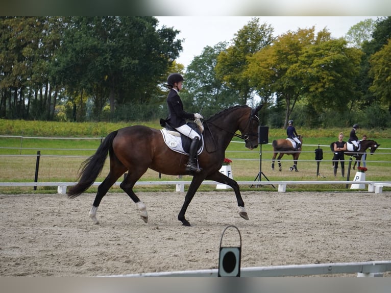Oldenbourg Jument 7 Ans 169 cm Bai brun in Gehrde